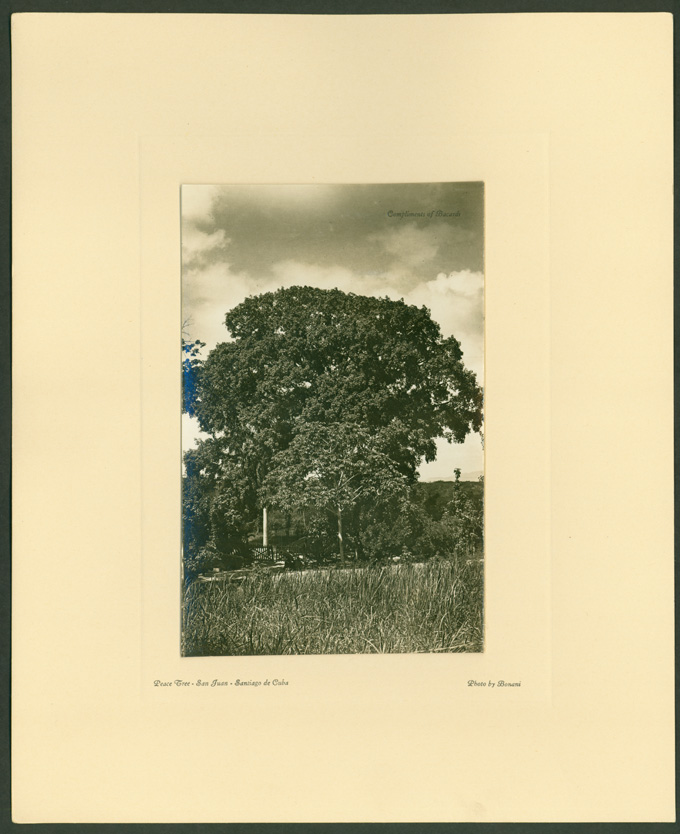 Peace Tree in 1928